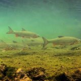 Le hotu - appelé aussi nase - est une espèce de poisson indigène fortement menacée. Office cantonal de la nature, de la chasse et de la pêche, Saint-Gall